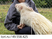 Rare Albino porcupine being gentlely touched womans hand in Rehabilitation Zoo. Стоковое фото, фотограф Екатерина Якименко / Фотобанк Лори