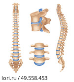 Human spine anatomy chart vertebral column set realistic medical educative poster textbook white background picture vector illustration. Стоковая иллюстрация, агентство Ingram Publishing / Фотобанк Лори