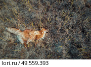 Dead fox due smoke intoxication, lay on the burned ground filled with ash. Wild fires causes the death of helpless animals. Illegal hunting and poaching in the forest, global warming effect on nature. Стоковое фото, агентство Ingram Publishing / Фотобанк Лори