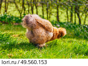 Silkie hen looking for food in fresh green grass in the springtime. Стоковое фото, агентство Ingram Publishing / Фотобанк Лори