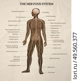 Human body central brain spinal cord and peripheral nervous system medical diagram retro realistic chart vector illustration. Стоковая иллюстрация, агентство Ingram Publishing / Фотобанк Лори