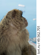 Barbary macaque in Gibraltar, Gibraltar (British Overseas Territories) Стоковое фото, фотограф Елена  Попкова / Фотобанк Лори