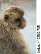 Barbary macaque in Gibraltar, Gibraltar (British Overseas Territories) Стоковое фото, фотограф Елена  Попкова / Фотобанк Лори