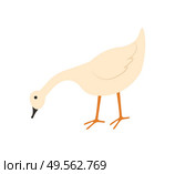 Goose vector, isolated bird with plumage, domestic animal eating crops from ground, countryside area, poultry farming and tending flat style livestock. Goose Eating Food, Farming Domestic Animal Vector. Стоковая иллюстрация, агентство Ingram Publishing / Фотобанк Лори