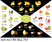 Tropical fruits vector, kiwano and avocado, durian and kumquat. Rambutan and mangosteen, marang and pomelo, soursop and carambola, ambarella poster. Exotic fruit for market, supermarket and vegan menu. Fruits Tropical Food, Banana and Pineapples Kiwano. Стоковая иллюстрация, агентство Ingram Publishing / Фотобанк Лори