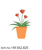 Red flowers in pot isolated garden cultivation plants. Vector tulip or begonia blooming, tree buds with leaves in clay flower-pot, cartoon style. Red Flowers in Pot Isolated Garden Growing Plants. Стоковая иллюстрация, агентство Ingram Publishing / Фотобанк Лори