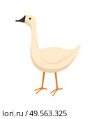 Goose vector, isolated bird with plumage, domestic animal eating crops from ground, countryside area, poultry farming and tending flat style livestock. Goose Eating Food, Farming Domestic Animal Vector. Стоковая иллюстрация, агентство Ingram Publishing / Фотобанк Лори
