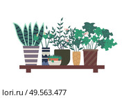 Orangery plants vector, wooden shelf with floral decor flat style. Potted houseplants, botanical herbs, flowers with foliage and wide leaves in pots. Haworthia Standing on Shelf, Plants of Orangery. Стоковая иллюстрация, агентство Ingram Publishing / Фотобанк Лори