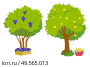 Grapes growing on green bunch with fresh vibrant leaves and yellow apples on tree, basket with harvest nearby. Vector juicy fruit, winemaking and viticulture industry. Grapes Growing on Green Bunch and Apples on Tree. Стоковая иллюстрация, агентство Ingram Publishing / Фотобанк Лори