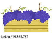 Wooden container with ripe purple grapes isolated icon. Vector vineyard fruits, seedless bubo, viticulture element. Winemaker industry, grapevine symbol, farming vector. Wooden Container with Ripe Purple Grapes Isolated. Стоковая иллюстрация, агентство Ingram Publishing / Фотобанк Лори