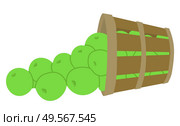 Harvesting season vector, isolated bunch of apples, lush organic production. Healthy organic food picked in garden, clos up of fruits from farm flat style. Picking apple concept. Flat cartoon. Ripe Apples in Bucket Wooden Container Harvesting. Стоковая иллюстрация, агентство Ingram Publishing / Фотобанк Лори