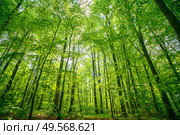 Green beech forest in the spring in vibrant colors on a bright day in April. Стоковое фото, агентство Ingram Publishing / Фотобанк Лори