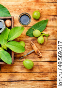 Healing tincture of unripe walnut.Green walnut in herbal medicine.. Unripe walnut medicine tincture. Стоковое фото, агентство Ingram Publishing / Фотобанк Лори