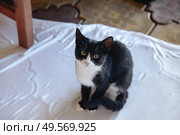 Playful Black and White Kitten Sitting on White Cloth With Curious Expression Indoors. Стоковое фото, фотограф Aleksandr Golubev / Фотобанк Лори