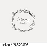Hand drawn set of culinary herb. Basil and mint, rosemary and sage, thyme and parsley. Food design logo elements. Hand drawn set of culinary herb. Basil and mint, rosemary and sage, thyme and parsley. Food design logo. Стоковая иллюстрация, агентство Ingram Publishing / Фотобанк Лори