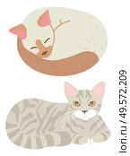 Domestic animal, feline look, sleeping tomcat, home cat, mammal character. Tabby kitty, adorable whisker and paws, posing element, gib set . Vector illustration in flat cartoon style. Tabby Cat, Sleeping Domestic Cat, Home Vector. Стоковая иллюстрация, агентство Ingram Publishing / Фотобанк Лори