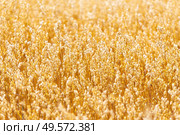 Golden oat straws on warm summer day in rural field. Cereal spike ready for harvest, agricultural background. Yellow wheat spikelets food healthy, Belarus. Стоковое фото, агентство Ingram Publishing / Фотобанк Лори