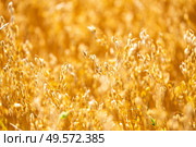 Golden oat straws on warm summer day in rural field. Cereal spike ready for harvest, agricultural background. Yellow wheat spikelets food healthy, Belarus. Стоковое фото, агентство Ingram Publishing / Фотобанк Лори