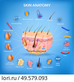 Skin anatomy realistic background with layers and labeled parts vector illustration. Стоковая иллюстрация, агентство Ingram Publishing / Фотобанк Лори