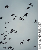 Flock of migratory birds flying over head against the cloudy autumn sky background. Birds silhouettes, nature wildlife. Fall season scene. Стоковое фото, агентство Ingram Publishing / Фотобанк Лори