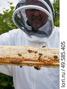 Beekeeper inspecting a frame of honey from hive. Стоковое фото, агентство Ingram Publishing / Фотобанк Лори
