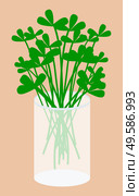 Greenery for seasoning or adding flavor to dish. Parsley herb for food accompaniment. Natural organic product in vase, foliage of botanical plant. Glass container with spice vector in flat style. Parsley or Botanical Herbs for Salads in Vase. Стоковая иллюстрация, агентство Ingram Publishing / Фотобанк Лори