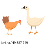 Farming vector, isolated hen and goose eating food from ground, chicken with beak and plumage, domestic agriculture and caring for pets animals flat style. Goose and Chick at Farm Vector Agriculture Farming. Стоковая иллюстрация, агентство Ingram Publishing / Фотобанк Лори
