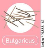 Bulgaricus bacteria with positive effect on microflora and digestive system of human. Probiotics for healthy functioning of body. Microorganism for immunity and organism health. Vector in flat. Bulgaricus Probiotics for Human Digestive System. Стоковая иллюстрация, агентство Ingram Publishing / Фотобанк Лори
