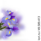 blue irises flowers close up over white background. blue irise flowers close up. Стоковое фото, агентство Ingram Publishing / Фотобанк Лори