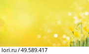 Spring daffodils over sunny yellow background. Spring bluebells and daffodils. Стоковое фото, агентство Ingram Publishing / Фотобанк Лори