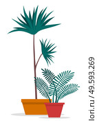 Decorative topiary tree in pot isolated at white background. Houseplant in flowerpot. Indoor or outdoor decorative tree with round crown. Domestic greenery. Vector icon for logo, website or apps. Decorative topiary tree in pot isolated at white background, houseplant in flowerpot, outdoor decor. Стоковая иллюстрация, агентство Ingram Publishing / Фотобанк Лори