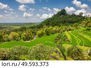 Green rice terraces Jatiluwih close to Ubud, Bali, Indonesia. Green rice fields Jatiluwih on Bali island, Indonesia. Стоковое фото, агентство Ingram Publishing / Фотобанк Лори