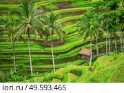 Green rice terraces Tegalalang close to Ubud, Bali, Indonesia. Green rice fields Jatiluwih on Bali island, Indonesia. Стоковое фото, агентство Ingram Publishing / Фотобанк Лори