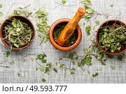 Mortar with a pestle with dried medicinal orthilia secunda.Medicinal herbs in herbal medicine.. Mortar with healing herbs,orthilia secunda. Стоковое фото, агентство Ingram Publishing / Фотобанк Лори
