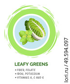 Leafy green vegetables. Useful ingredient for vegetarian salad. Organic food. Green leafy vegetables, farm of fresh spinach, broccoli, lettuce, cabbage, cabbage. Source of Potassium and Folic. Leafy green vegetables. Useful products when breastfeeding a child. Flat web image or icon. Стоковая иллюстрация, агентство Ingram Publishing / Фотобанк Лори