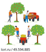 Apple tree with ripe fruits vector, people working in garden. Gardening and farming, lorry for products transportation, man on machine lifter flat style. Picking apple concept. Flat cartoon. Harvesting People in Gardens Apple Trees and Lorry. Стоковая иллюстрация, агентство Ingram Publishing / Фотобанк Лори