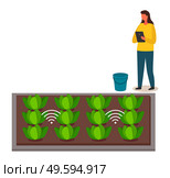 Cabbage grows in rectangular box, wifi growth control. Woman with a tablet is standing and making notes. Plastic bucket with water or fertilizer. Modern urban farming. Artificial soil. Flat image. Woman controls the growth of cabbage grown on artificial soil. Wifi signal. Modern urban agriculture. Стоковая иллюстрация, агентство Ingram Publishing / Фотобанк Лори