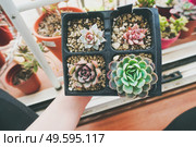 Little garden of mixed succulent plants. Стоковое фото, агентство Ingram Publishing / Фотобанк Лори