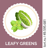 Leafy vegetables icons set. Organic and vegetarian illustration with leafy greens. Green lettuce healthy eating concept, proper nutrition. Raw vegetable food. Healthy ingredient for vegetarian salad. Salad ingredients. Leafy vegetables icons set. Organic and vegetarian illustration with leafy greens. Стоковая иллюстрация, агентство Ingram Publishing / Фотобанк Лори