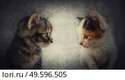 Close up portrait of two adorable kitten standing one in front another. Little cats looking curious each other isolated on a grey wall background. Animals couple cute love. Charming different pets. Стоковое фото, агентство Ingram Publishing / Фотобанк Лори
