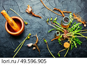 Bottle with tincture of dandelion.Taraxacum,medicinal plants.Traditional chinese herbal medicine.Top view. Dandelion or taraxacum in natural herbal medicine. Стоковое фото, агентство Ingram Publishing / Фотобанк Лори