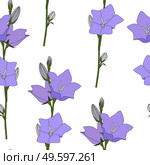 Hand drawn Campanula Flower seamless pattern background. Vector Illustration EPS10. Hand drawn Campanula Flower seamless pattern background. Vector Illustration. Стоковая иллюстрация, агентство Ingram Publishing / Фотобанк Лори