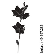 Hand drawn Campanula Flower silhouette on white background. Vector Illustration EPS10. Hand drawn Campanula Flower silhouette on white background. Vector Illustration. Стоковая иллюстрация, агентство Ingram Publishing / Фотобанк Лори