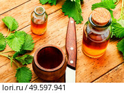 Nettle extract in bottle and fresh nettle leaves.Urtica dioica or stinging nettle.Herbalism. Glass bottle of nettle tincture. Стоковое фото, агентство Ingram Publishing / Фотобанк Лори