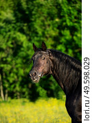 portrait of breeding Trakehner black stallion posing in the field. . Стоковое фото, агентство Ingram Publishing / Фотобанк Лори