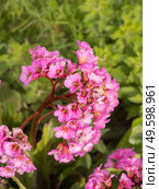 Pink saxifrage in spring. Стоковое фото, фотограф Argument / Фотобанк Лори