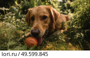 Biodegradable pet products like a dog toy made from natural rubber, set in a lush garden with a pet happily playing. Стоковое AI-изображение, AI-художник ALLA YURTAYEVA / Фотобанк Лори