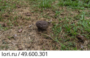 The raincoat mushroom grows in the forest. Puffball with brown bumpy hat. There is green and dry grass on the ground, and fallen leaves. Top view. Malaysia. The jungles of Borneo. Стоковое фото, фотограф Вера Ивановна Кубарева / Фотобанк Лори