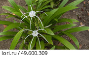 Beautiful white flowers hymenocallis littoralis beach spider lily. Elegantly curved long petals, thin stamens. Juicy green leaves. Top view. Malaysia. Стоковое фото, фотограф Вера Ивановна Кубарева / Фотобанк Лори