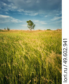 Picturesque summer landscape with a lone tree in the field surrounded by reed and foxtail brome vegetation. Empty vibrant land, idyllic rural nature scene. Countryside seasonal beauty, vertical shot. Стоковое фото, агентство Ingram Publishing / Фотобанк Лори
